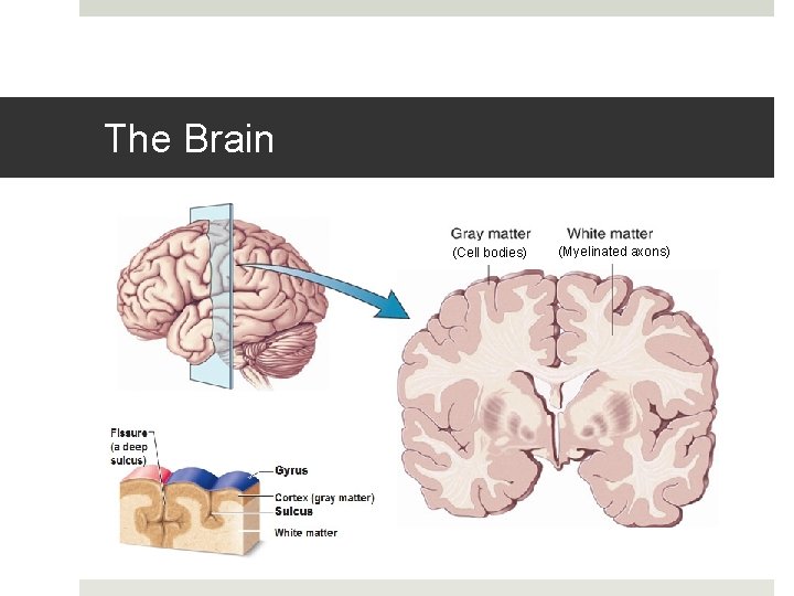 The Brain (Cell bodies) (Myelinated axons) 