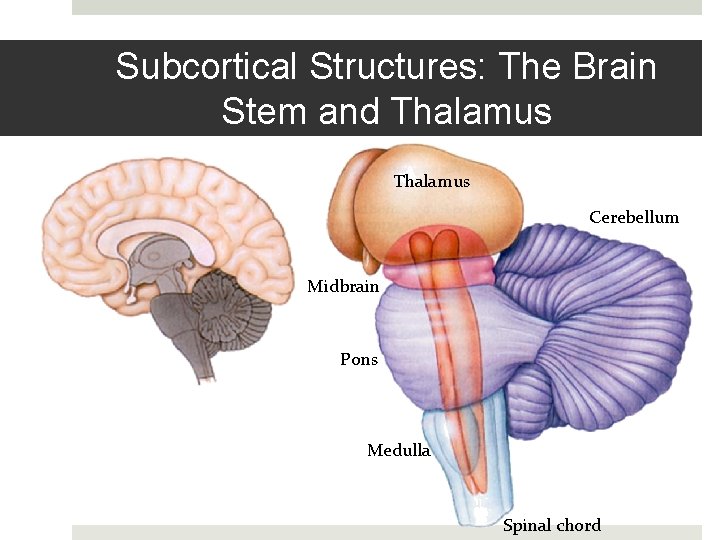 Subcortical Structures: The Brain Stem and Thalamus Cerebellum Midbrain Pons Medulla Spinal chord 
