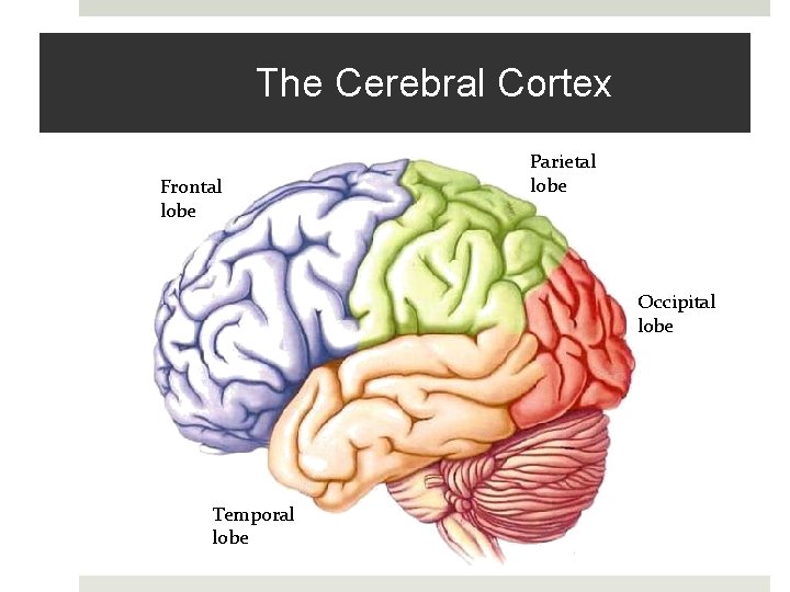 The Cerebral Cortex Frontal lobe Parietal lobe Occipital lobe Temporal lobe 