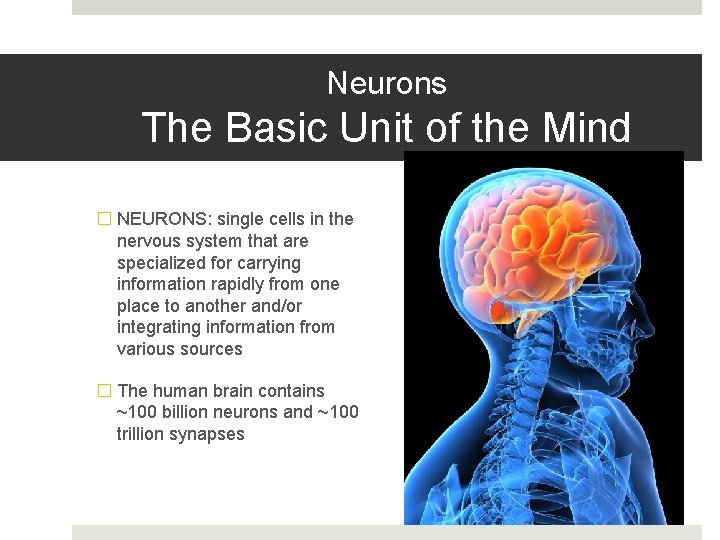 Neurons The Basic Unit of the Mind � NEURONS: single cells in the nervous