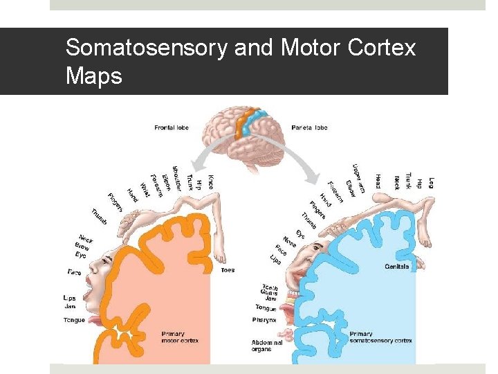 Somatosensory and Motor Cortex Maps 
