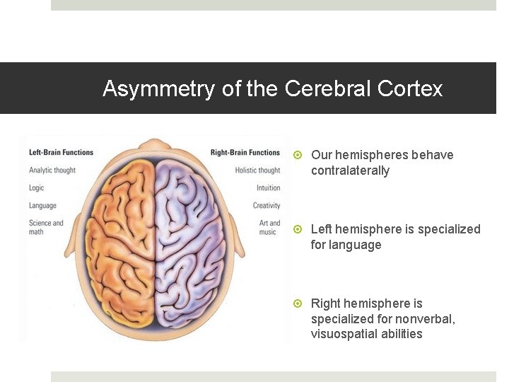 Asymmetry of the Cerebral Cortex Our hemispheres behave contralaterally Left hemisphere is specialized for