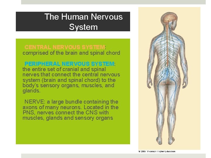 The Human Nervous System • CENTRAL NERVOUS SYSTEM: comprised of the brain and spinal