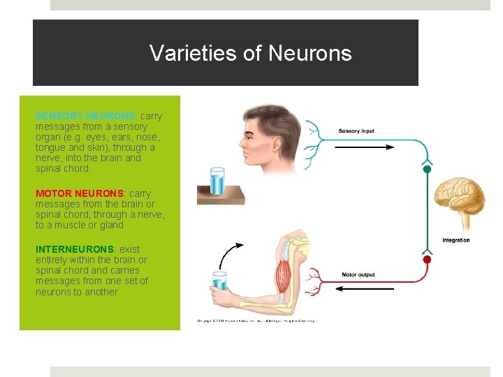 Varieties of Neurons SENSORY NEURONS: carry messages from a sensory organ (e. g. eyes,