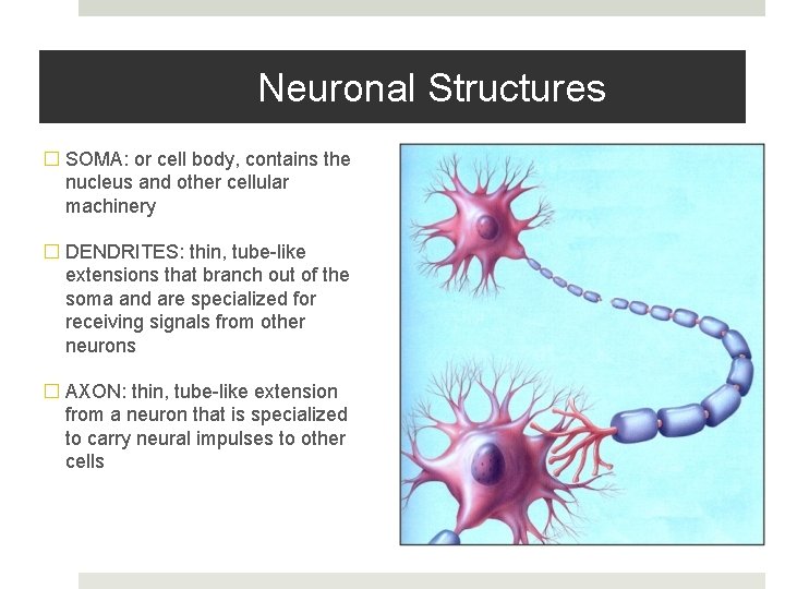 Neuronal Structures � SOMA: or cell body, contains the nucleus and other cellular machinery