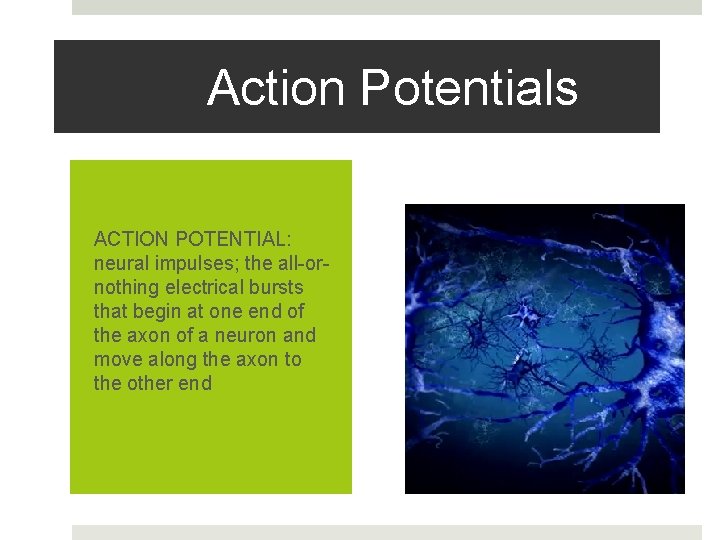 Action Potentials ACTION POTENTIAL: neural impulses; the all-ornothing electrical bursts that begin at one