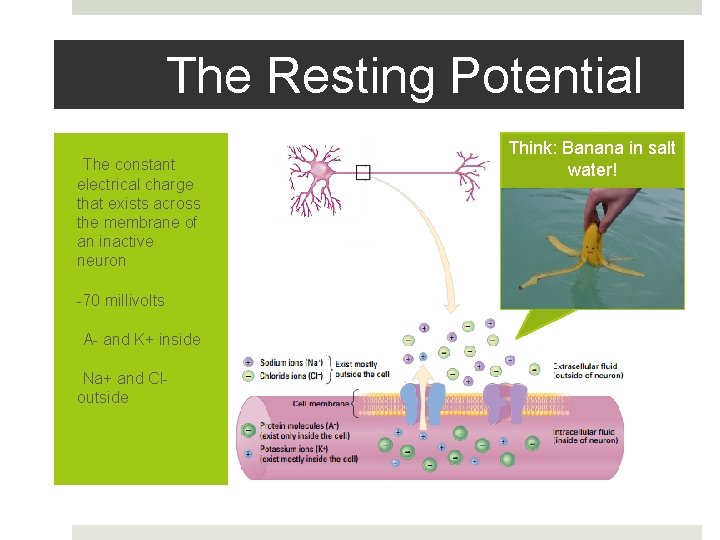 The Resting Potential • The constant electrical charge that exists across the membrane of