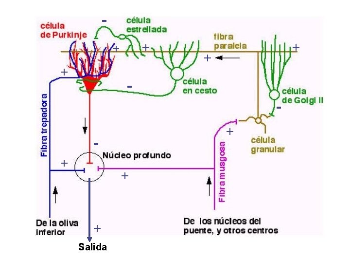 + + + + + Salida 