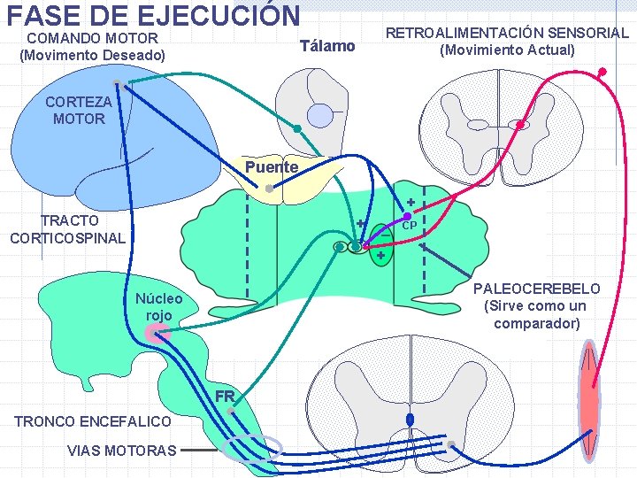 FASE DE EJECUCIÓN COMANDO MOTOR (Movimento Deseado) RETROALIMENTACIÓN SENSORIAL (Movimiento Actual) Tálamo CORTEZA MOTOR