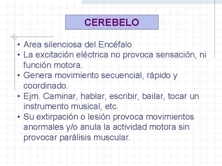 CEREBELO • Area silenciosa del Encéfalo • La excitación eléctrica no provoca sensación, ni