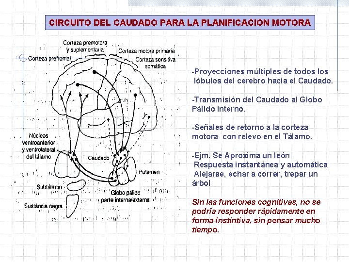 CIRCUITO DEL CAUDADO PARA LA PLANIFICACION MOTORA -Proyecciones múltiples de todos lóbulos del cerebro