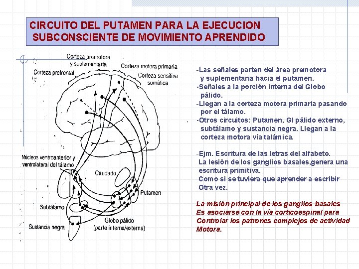 CIRCUITO DEL PUTAMEN PARA LA EJECUCION SUBCONSCIENTE DE MOVIMIENTO APRENDIDO -Las señales parten del