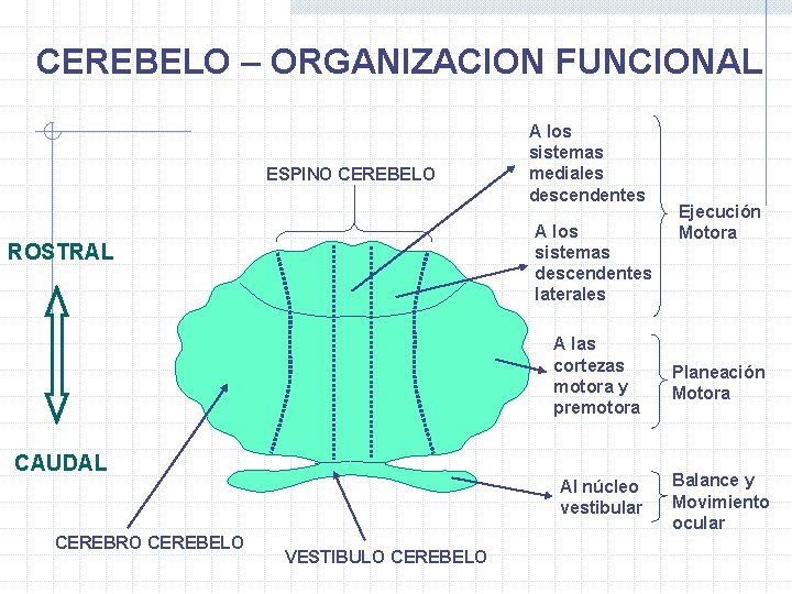 CEREBELO – ORGANIZACION FUNCIONAL ESPINO CEREBELO A los sistemas mediales descendentes A los sistemas