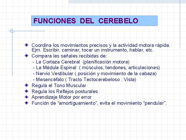 FUNCIONES DEL CEREBELO Coordina los movimientos precisos y la actividad motora rápida. Ejm. Escribir,
