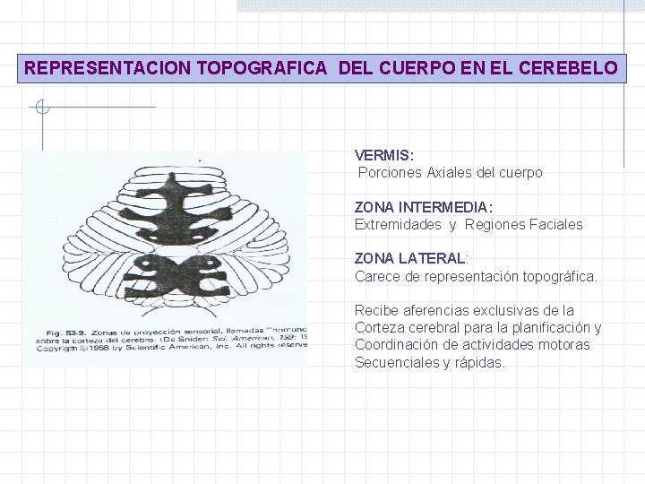REPRESENTACION TOPOGRAFICA DEL CUERPO EN EL CEREBELO VERMIS: Porciones Axiales del cuerpo ZONA INTERMEDIA: