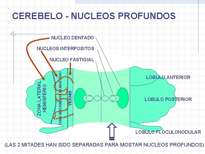 CEREBELO - NUCLEOS PROFUNDOS NUCLEO DENTADO NUCLEOS INTERPOSITOS LOBULO ANTERIOR VERMIS ZONA INTERMEDIA HEMISFERIO