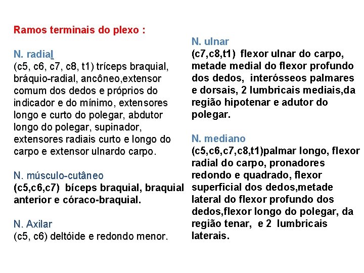 Ramos terminais do plexo : N. radial (c 5, c 6, c 7, c