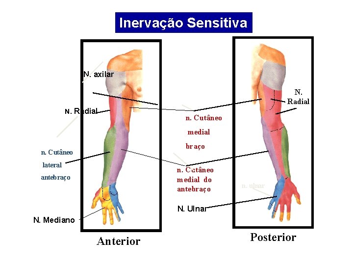 Inervação Sensitiva N. axilar N. Radial n. Cutâneo medial braço n. Cutâneo lateral n.