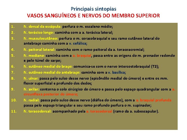 Principais sintopias VASOS SANGUÍNEOS E NERVOS DO MEMBRO SUPERIOR 1. 2. 3. 4. 5.