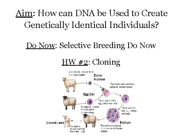 Aim: How can DNA be Used to Create Genetically Identical Individuals? Do Now: Selective