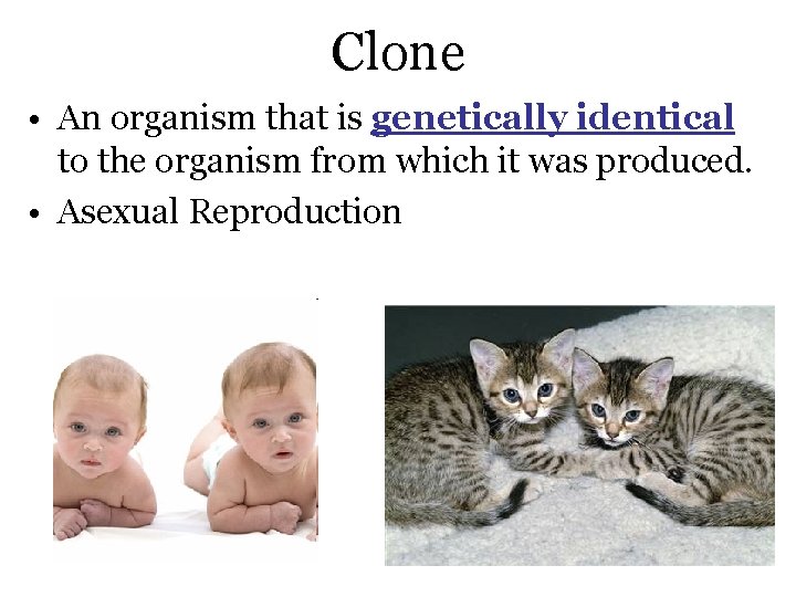 Clone • An organism that is genetically identical to the organism from which it