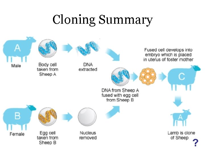 Cloning Summary ? 