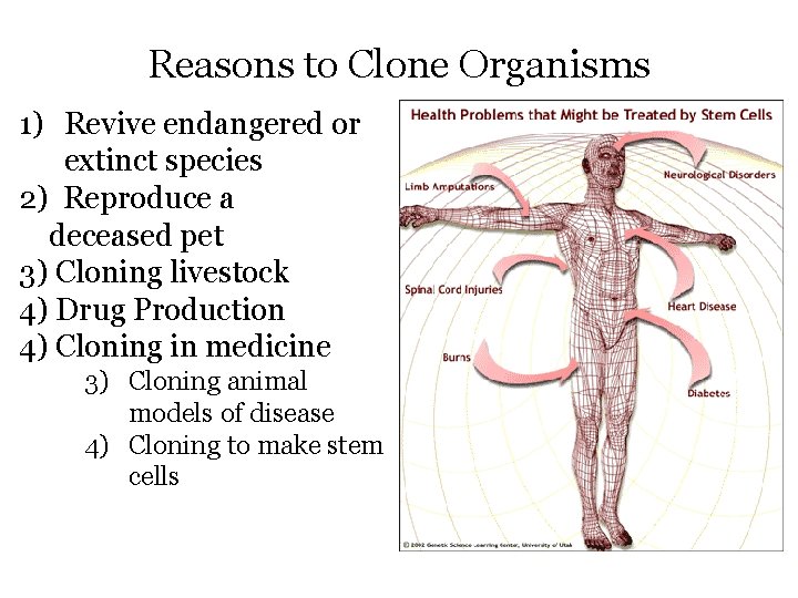 Reasons to Clone Organisms 1) Revive endangered or extinct species 2) Reproduce a deceased