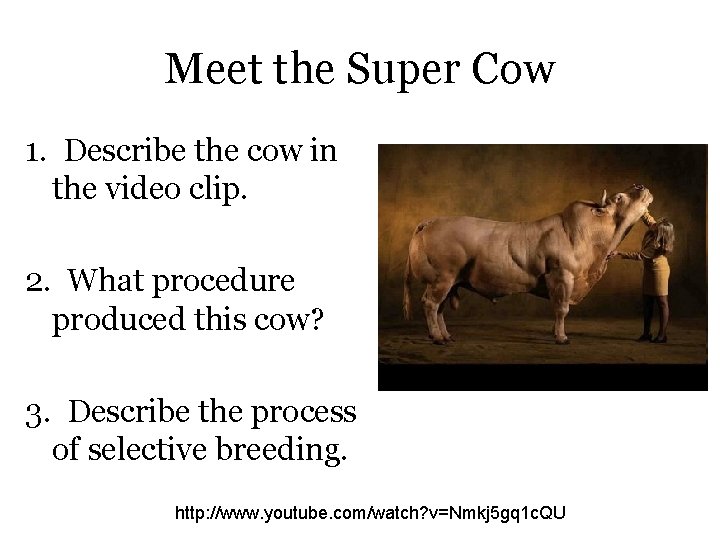 Meet the Super Cow 1. Describe the cow in the video clip. 2. What