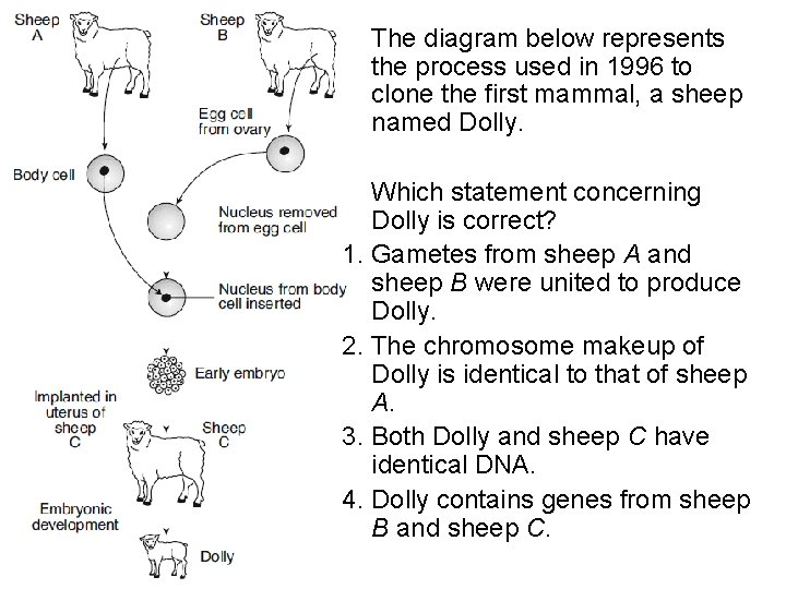 The diagram below represents the process used in 1996 to clone the first mammal,