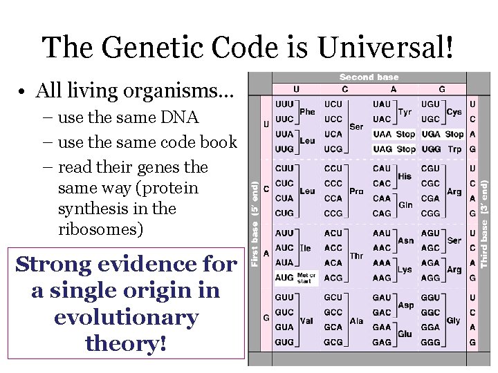 The Genetic Code is Universal! • All living organisms… – use the same DNA