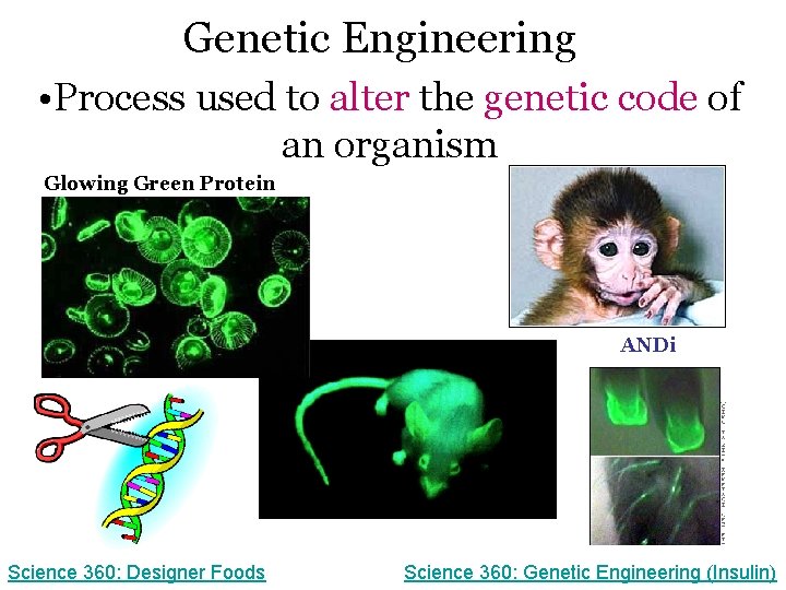 Genetic Engineering • Process used to alter the genetic code of an organism Glowing