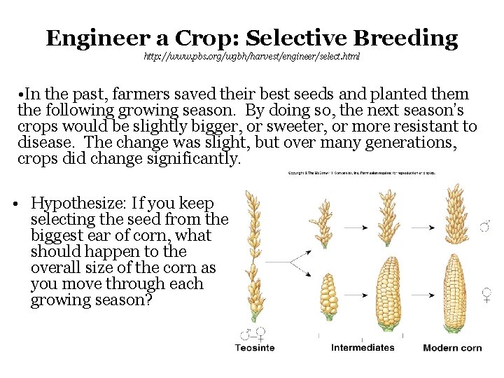 Engineer a Crop: Selective Breeding http: //www. pbs. org/wgbh/harvest/engineer/select. html • In the past,