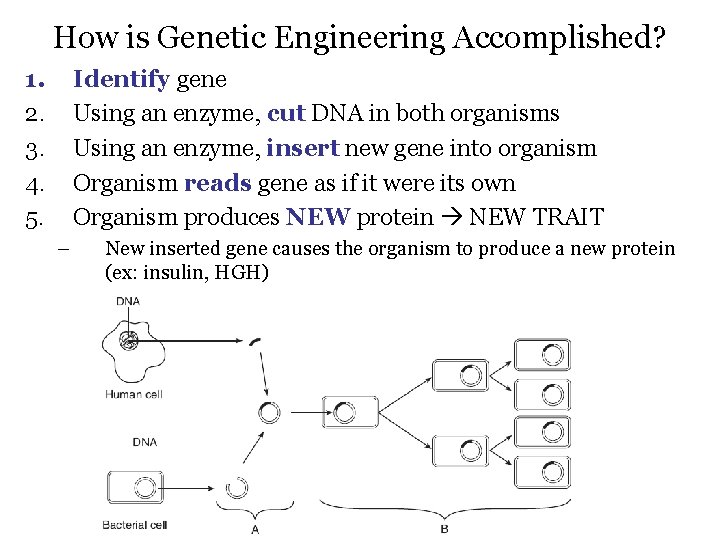 How is Genetic Engineering Accomplished? 1. 2. 3. 4. 5. Identify gene Using an