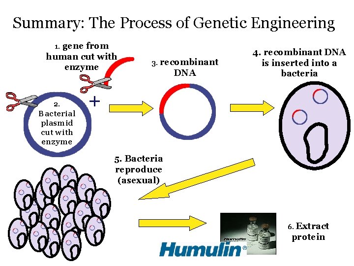 Summary: The Process of Genetic Engineering gene from human cut with enzyme 1. 2.