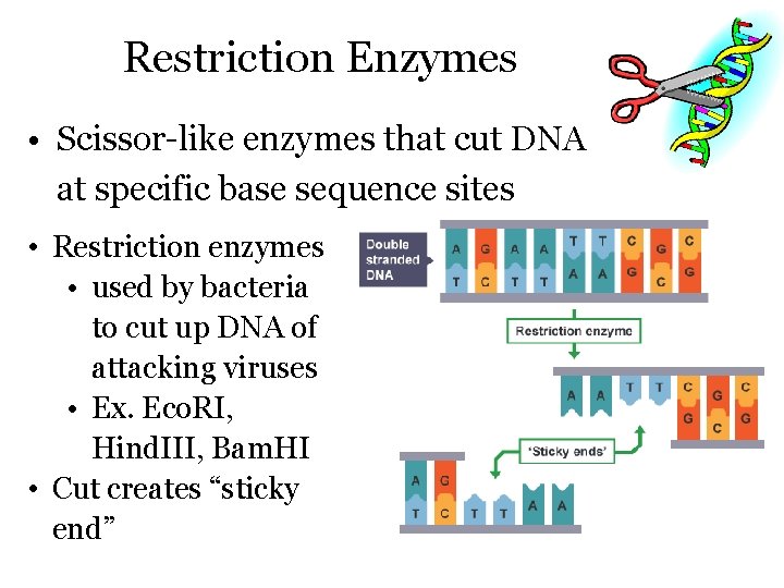 Restriction Enzymes • Scissor-like enzymes that cut DNA at specific base sequence sites •