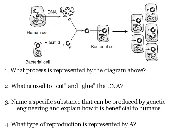 1. What process is represented by the diagram above? 2. What is used to