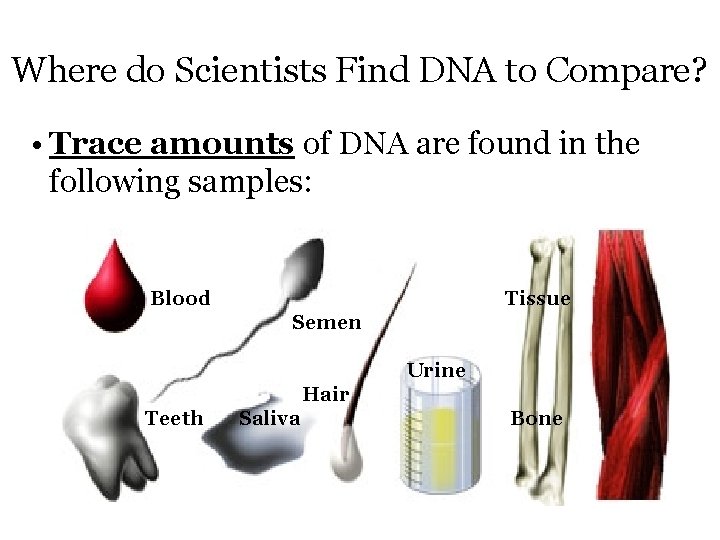 Where do Scientists Find DNA to Compare? • Trace amounts of DNA are found
