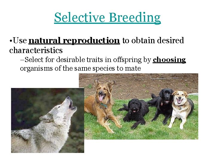 Selective Breeding • Use natural reproduction to obtain desired characteristics –Select for desirable traits