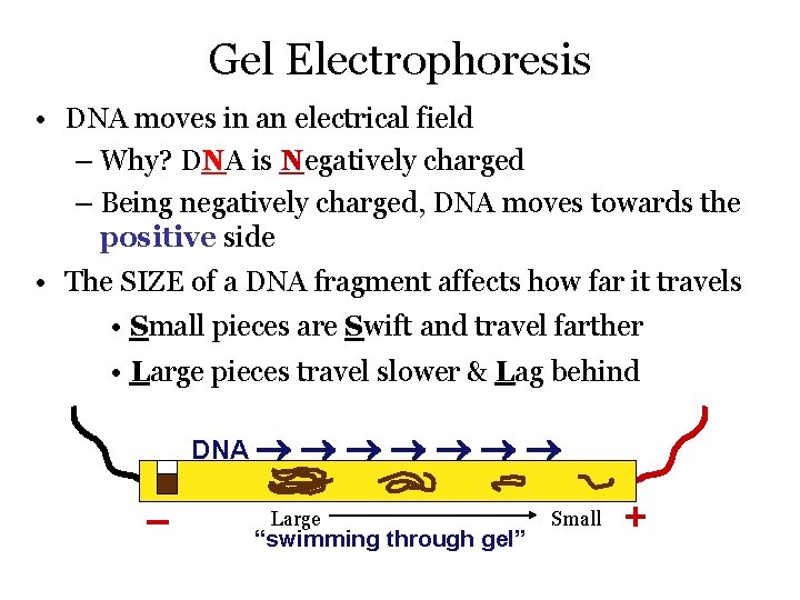 Gel Electrophoresis • DNA moves in an electrical field – Why? DNA is Negatively