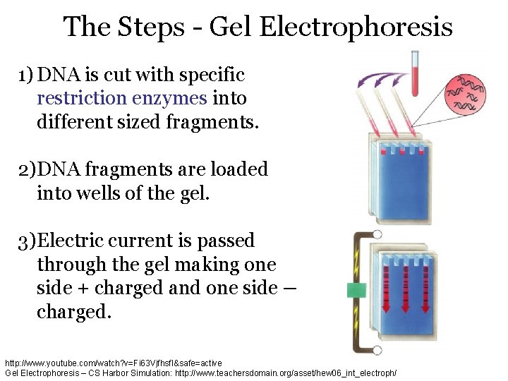 The Steps - Gel Electrophoresis 1) DNA is cut with specific restriction enzymes into