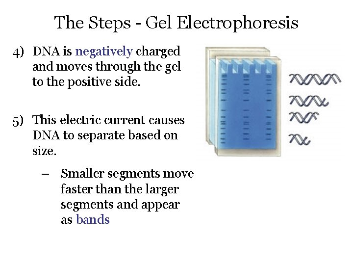 The Steps - Gel Electrophoresis 4) DNA is negatively charged and moves through the