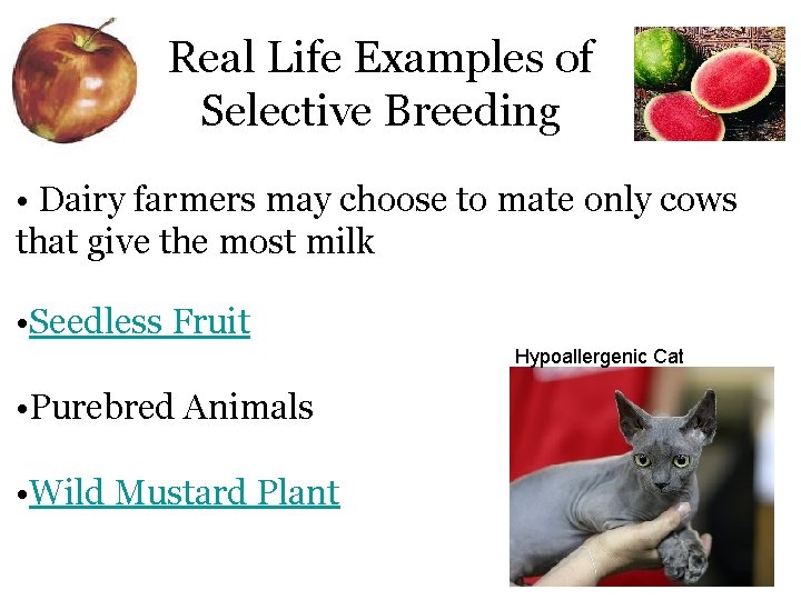 Real Life Examples of Selective Breeding • Dairy farmers may choose to mate only