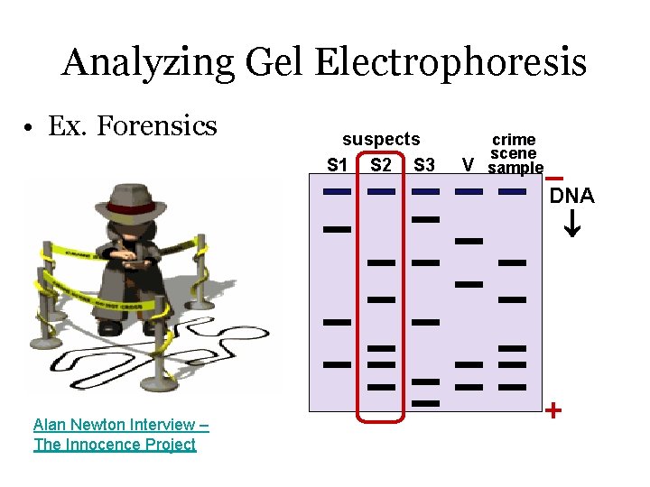 Analyzing Gel Electrophoresis • Ex. Forensics suspects S 1 S 2 S 3 crime