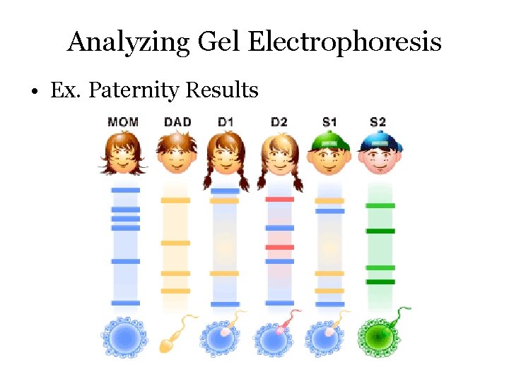 Analyzing Gel Electrophoresis • Ex. Paternity Results 