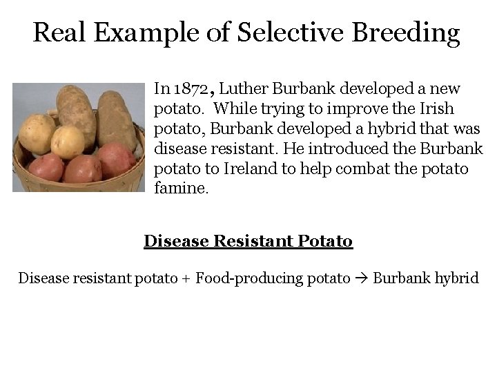 Real Example of Selective Breeding In 1872, Luther Burbank developed a new potato. While