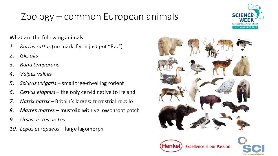 Zoology – common European animals What are the following animals: 1. Rattus rattus (no