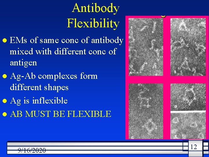 Antibody Flexibility EMs of same conc of antibody mixed with different conc of antigen