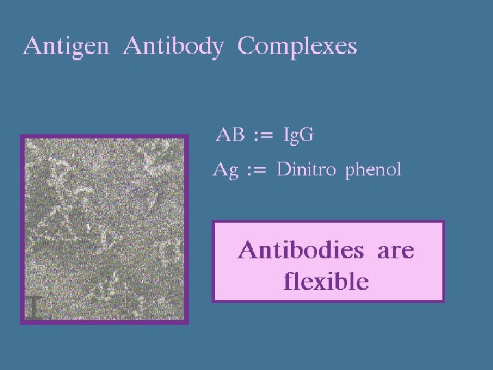Ag-Ab Complexes 9/16/2020 13 