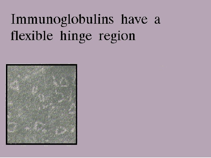 Immunoglobulin flexible hinge 9/16/2020 14 