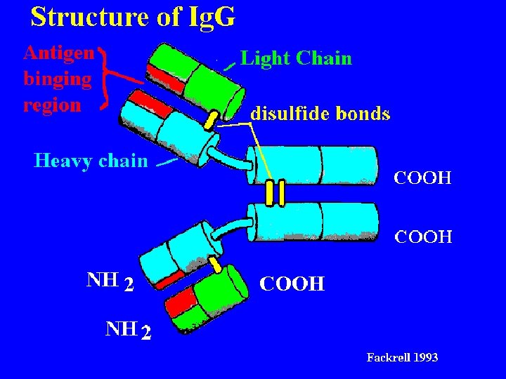 Structure of Ig. G 9/16/2020 17 